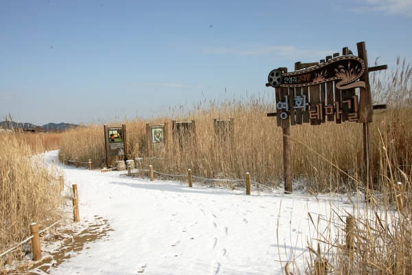 신성리 갈대밭 풍경