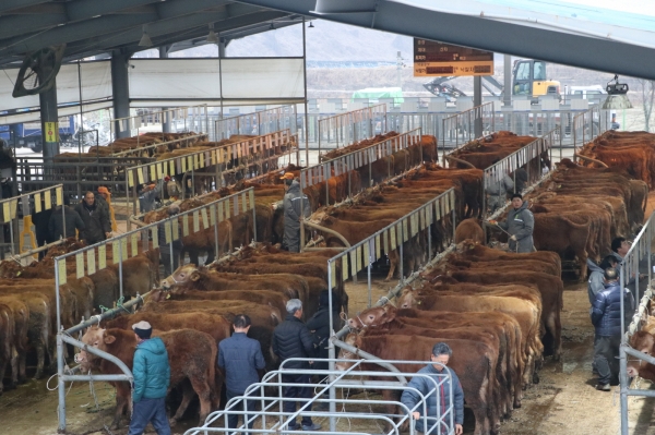 부여가축시장 전경