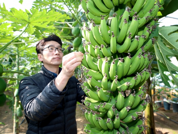 안면읍 창기리 ‘오행팜연수원’에서 재배하고 있는 바나나 모습.