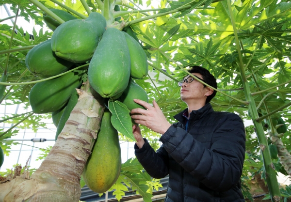 태안군 열대과일 파파야 재배 모습