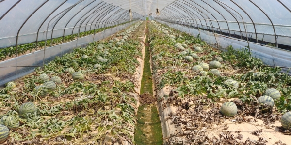 지난 2019년 침수피해 농가(수박) 현장