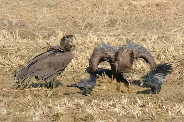 천수만 버드랜드 주변 독수리 사진
