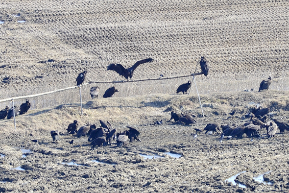 천수만 버드랜드 주변 독수리 사진
