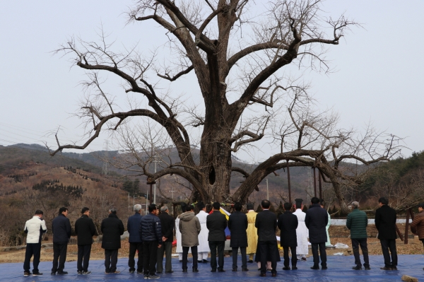 ​내산면 주암리 은행나무 행단제​