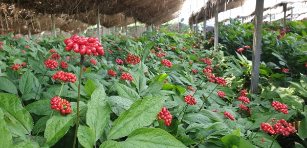 금산인삼, 신종 코로나바이러스 억제 효과 기대.