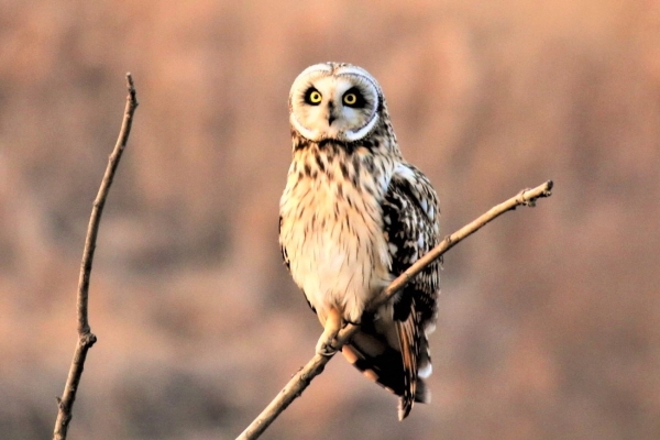 [사진-광석면 풋개마을 김권중 이장]