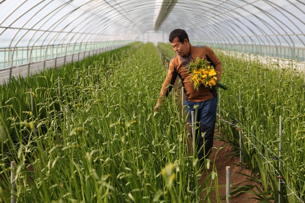 면천면 이영호(남, 50대) 농가 수확 사진