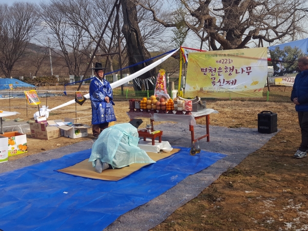 면천은행나무 목신제 개최 모습