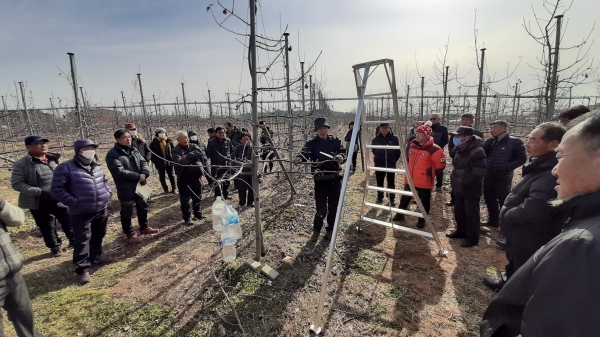 사과 전정 교육 모습