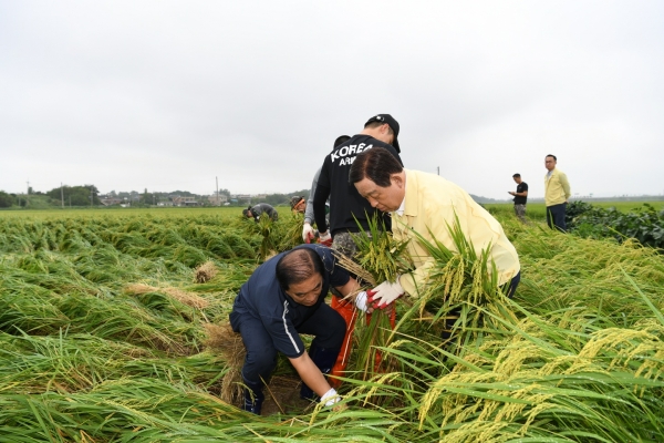 지난해 벼 도복 피해농가의 일손을 돕고 격려한 황군수