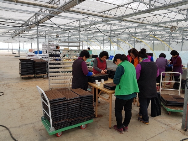 다목적 육묘장에 농가공급용 우량 고추종자 100만 주 파종해