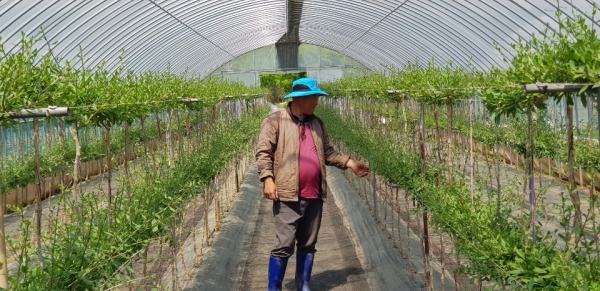 명품구기자 다수확 위한 월동기술 지도