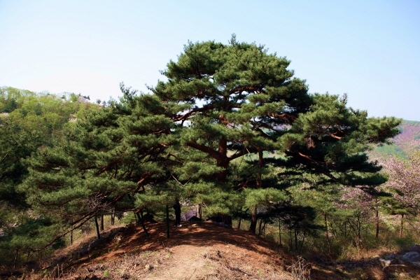 금산군 보호수 정비사업 실시