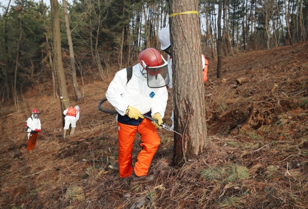 지난 23일 태안읍 송암리 소나무 재선충병 예방 나무주사 작업 모습.