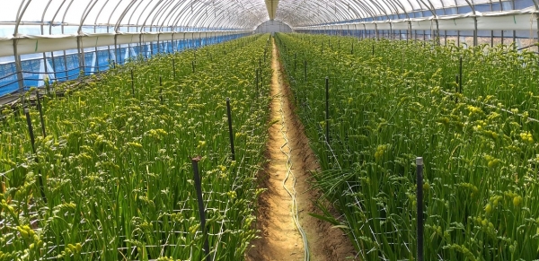 프리지어 생산 현황