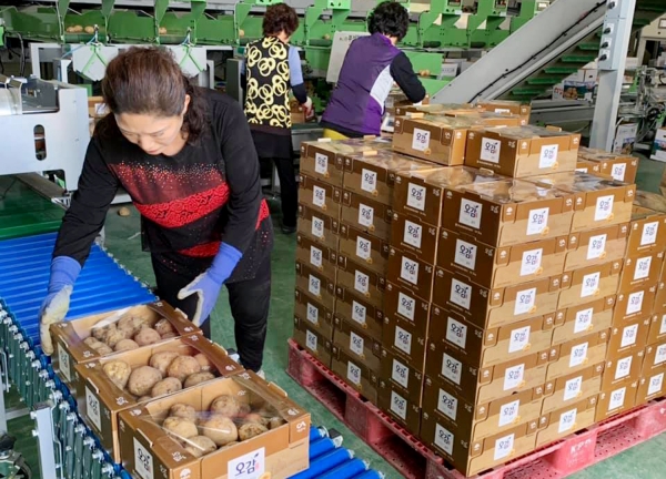 지난해 롯데마트, 농심, 오리온 등 대형유통업체에 감자납품을 위한 출하장면