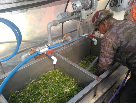 냉이세척기로 냉이를 세척하는 사진(대호지 도이2리 송연국 농가)