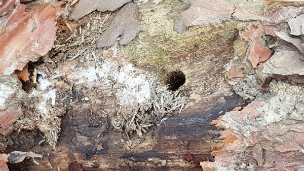 재선충병에 걸린 소나무