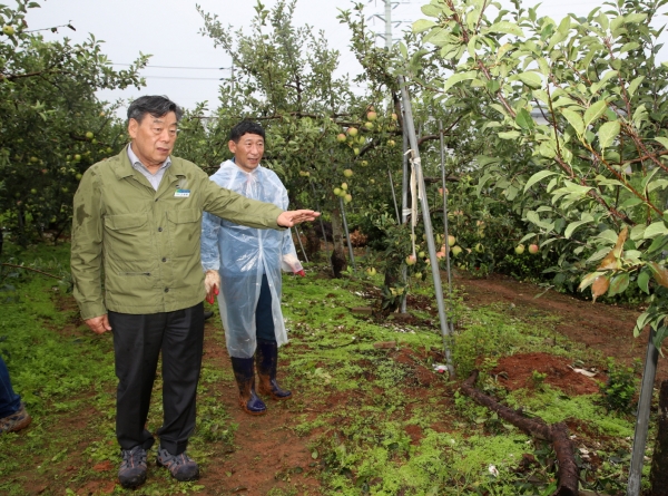 지난해 태풍피해를 입은 한 과수농가 모습.