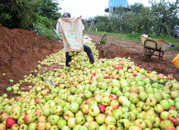 지난해 태풍피해를 입은 한 과수농가 모습.