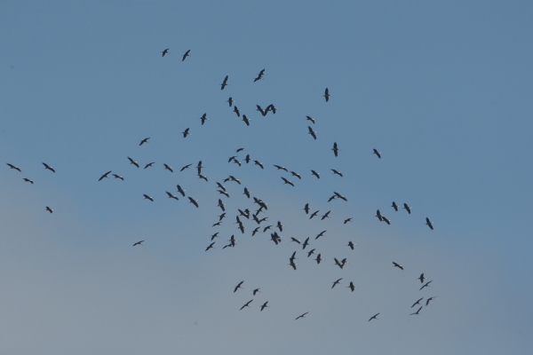 천수만에 도래한 흑두루미 사진