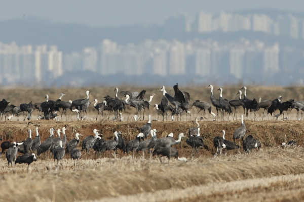 천수만에 도래한 흑두루미 사진