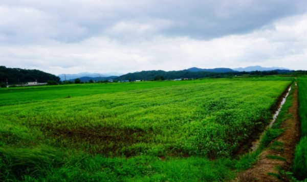 논 타작물 재배지 전경