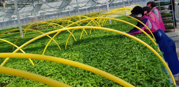 ‘코로나19’ 영농기술 지도방식 바꿔 (비대면 방식)