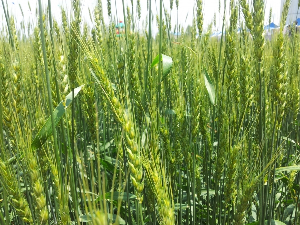 우리 밀 재배사진(제공 : (사)국산밀산업협회)