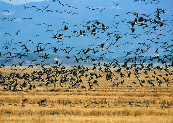 천수만에 도래한 철새 사진