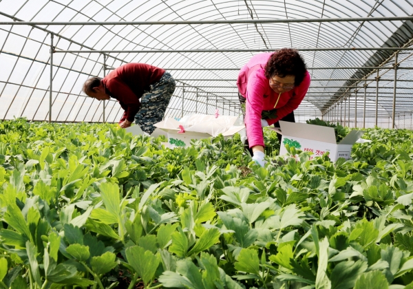 남면 몽산리 한 농가에서 방풍나물을 수확하는 모습.