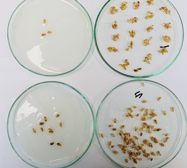 친들벼 종자_발아율 검사