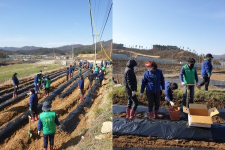 새마을지회 감자파종