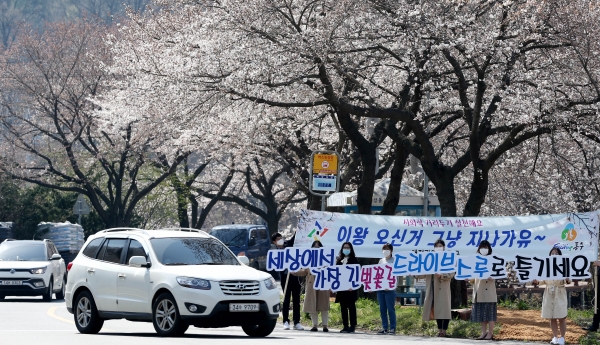 대전 동구청 직원들이 31일 대청호 벚꽃길 일원에서 사회적 거리두기 캠페인을 전개하고 있다