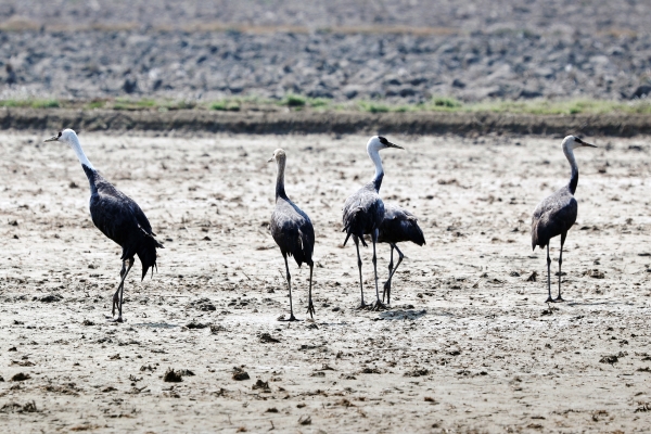 은포리 간척지에서 먹이 활동을 하고 있는 천연기념물 제203호인 재두루미