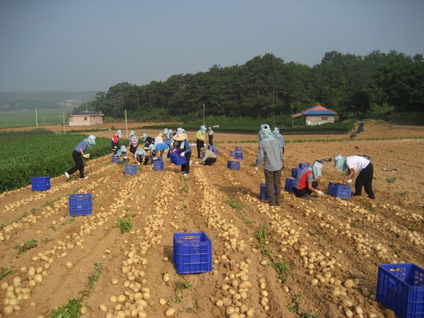 감자재배농가 수확 사진