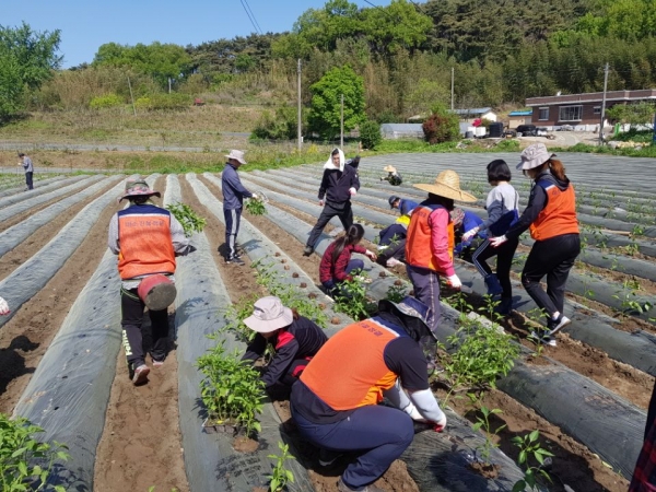 지난해 농촌일손돕기 장면