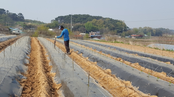 고추 부직포 터널재배 사진