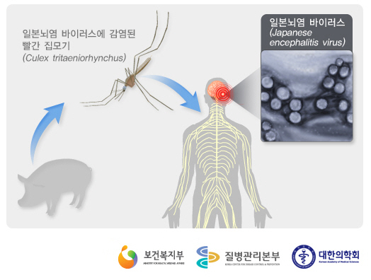 일본뇌염바이러스 감염 경로 설명