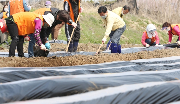 7일 산내동복지만두레에서 30여 명 참가, 결연가족을 위한 감자 심기 모습
