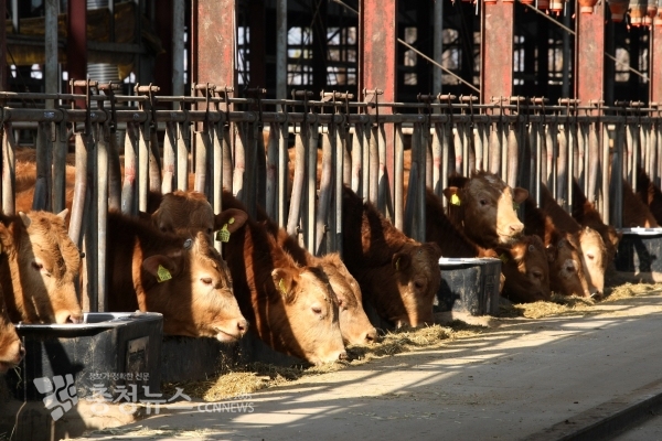 홍성군의 한 한우농가