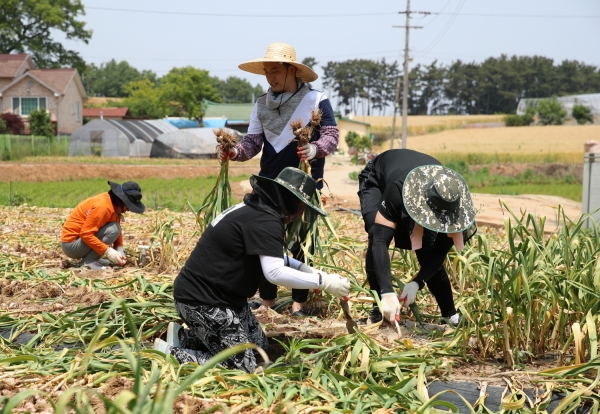 지난해 농촌일손돕기 모습
