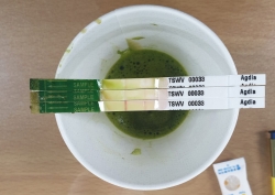 고추 바이러스 점검 키트