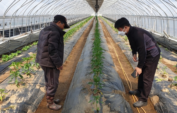 고추 바이러스 현장 점검 장면