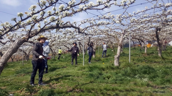 지난해 천안시 직원들이 배꽃 인공수분 작업을 하고 있는 모습.
