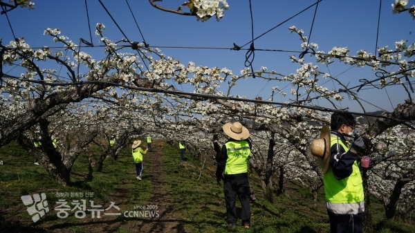 충남테크노파크 이응기 원장과 임직원 30여명은 4월 14일 코로나19여파로 일손이 부족한 천안시 서북구 직산읍 배 농가를 대상으로 배꽃 화접 봉사활동을 벌였다.