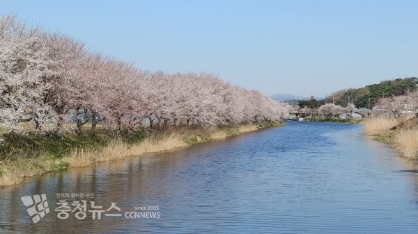 홍동천 벚꽃