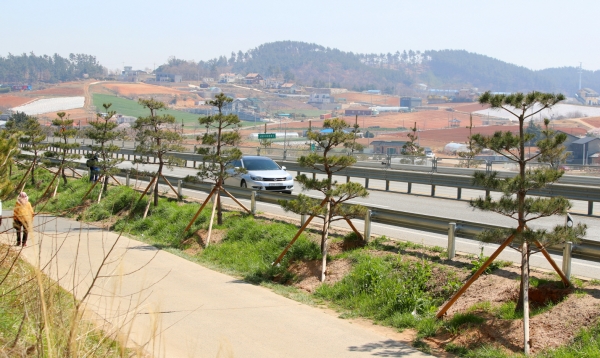 국도 32호선 소나무 명품가로숲 모습.
