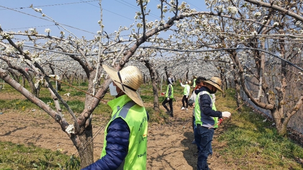 박한식 지사장과 직원들이 배화접 부족일손을 도우며 농촌봉사 활동을 펼쳤다.