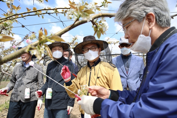 박상돈 천안시장이 지난 18일 성환읍 배 농가를 찾아 인공수분 일손돕기에 나섰다.